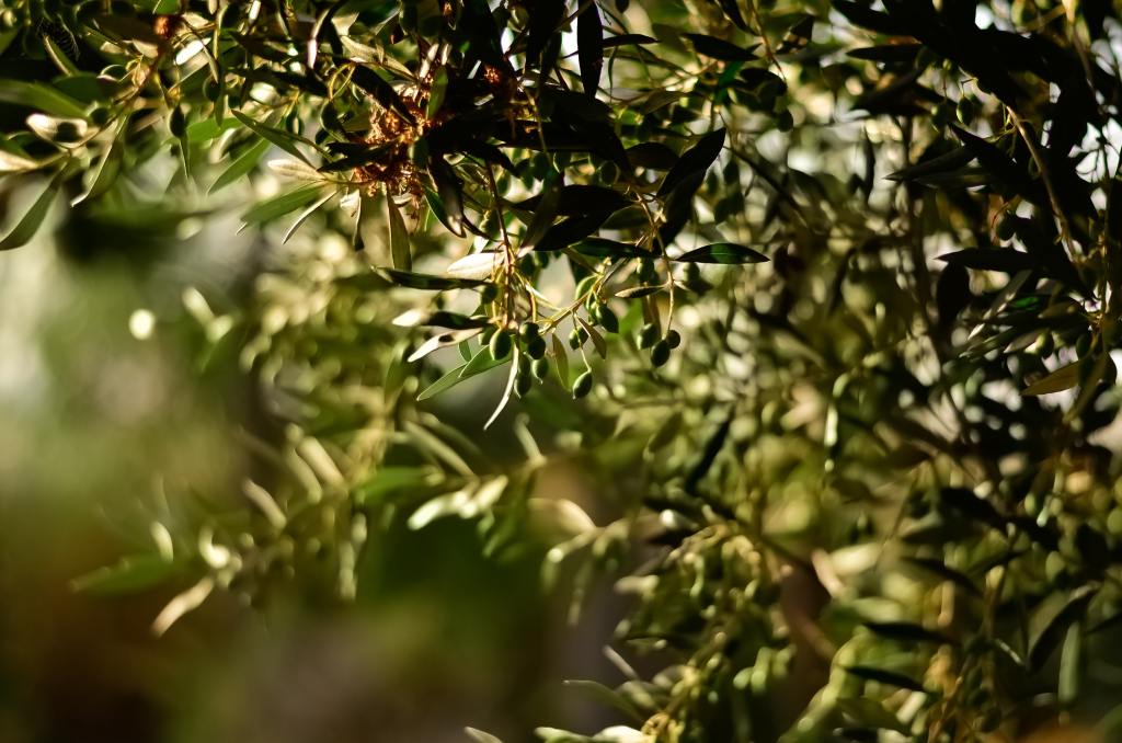 Olijfboom met groene olijven als vrucht erop waar geweldige olijfolie van wordt gemaakt
